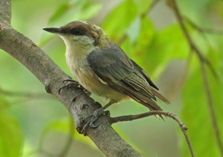 nuthatch1