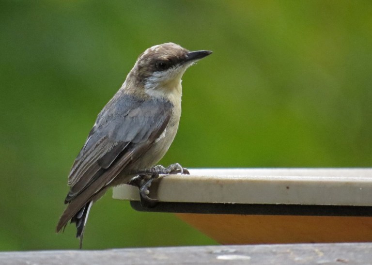 nuthatch4