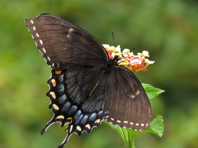 swallowtail10