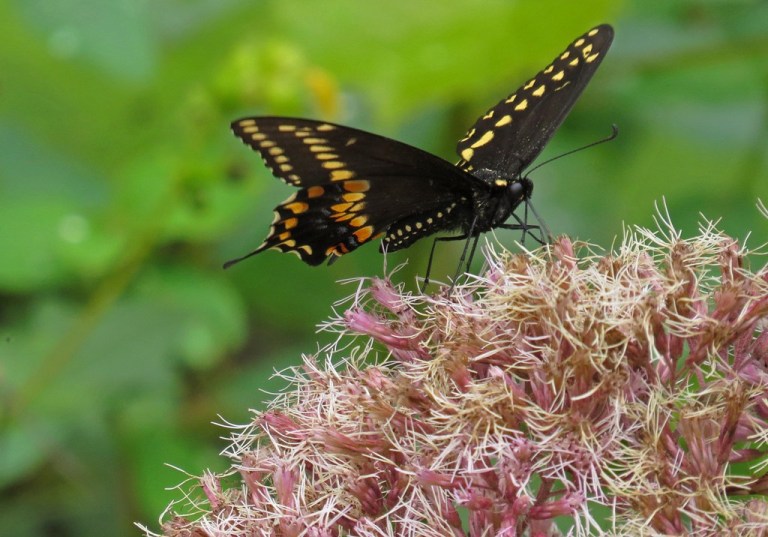 blackswallowtail1