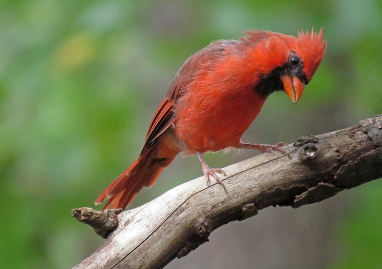 cardinal1