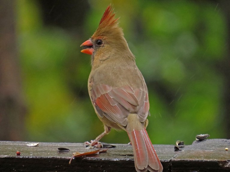 cardinal2