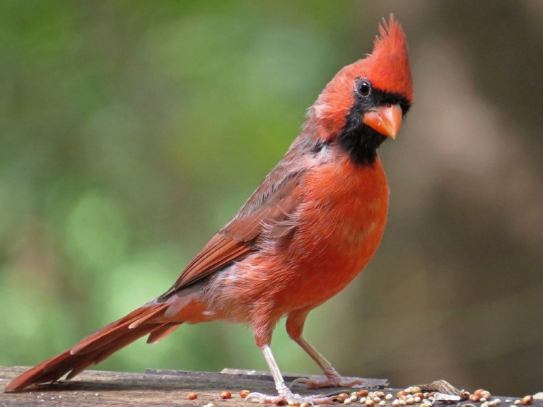 cardinal6