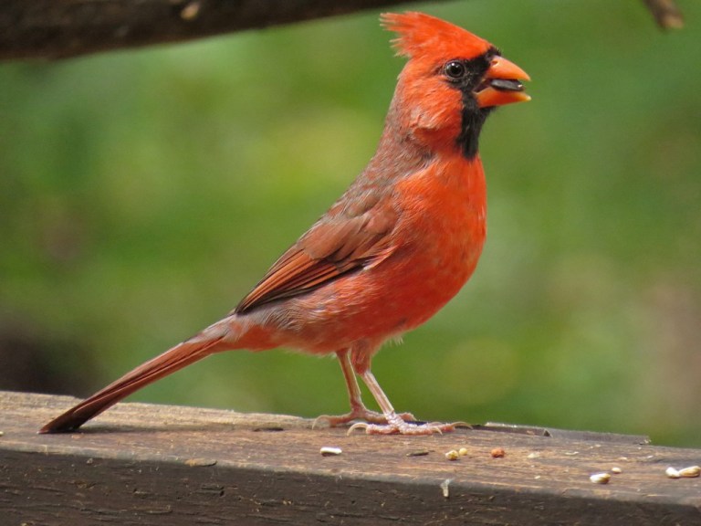 cardinal