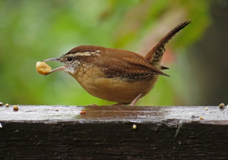 carolinawren