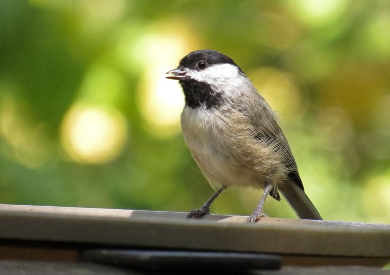 chickadee
