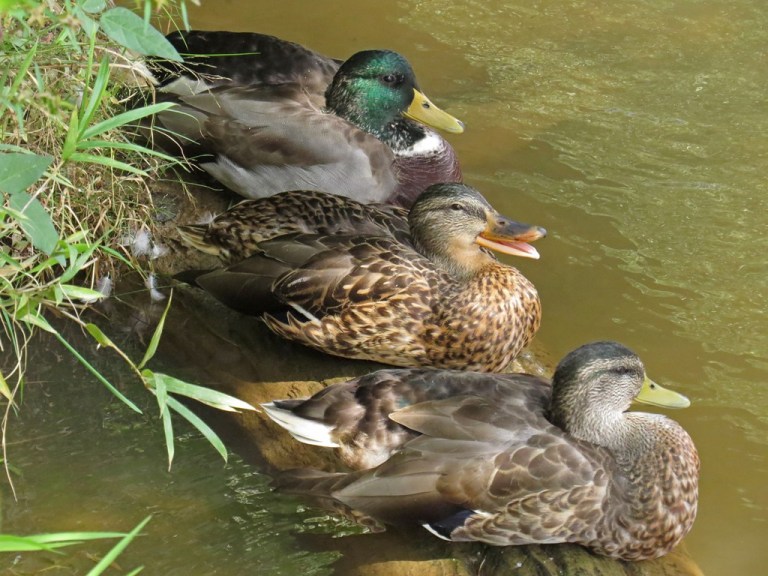mallards1