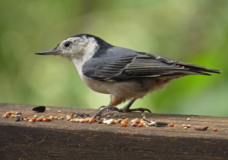 nuthatch3