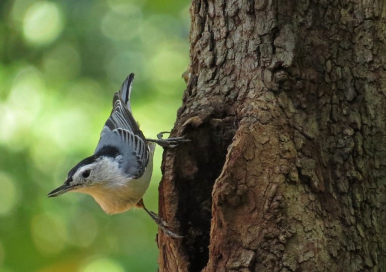 nuthatch4
