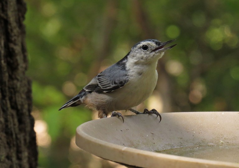 nuthatch5