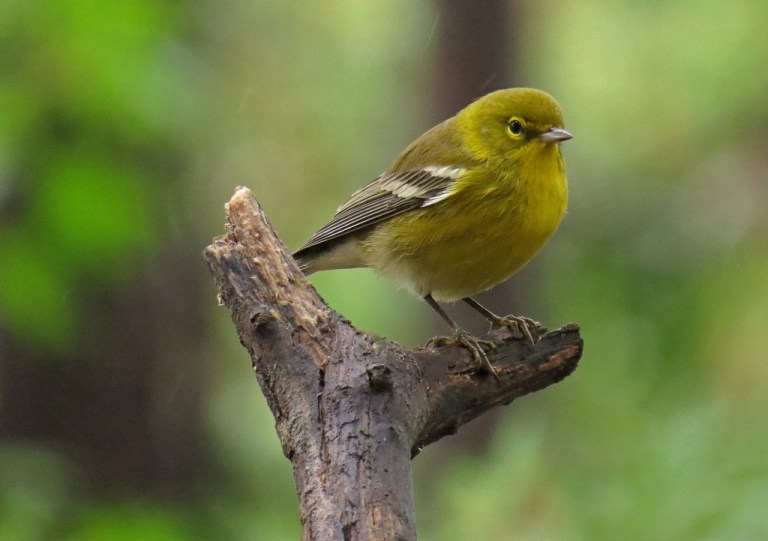 pinewarbler