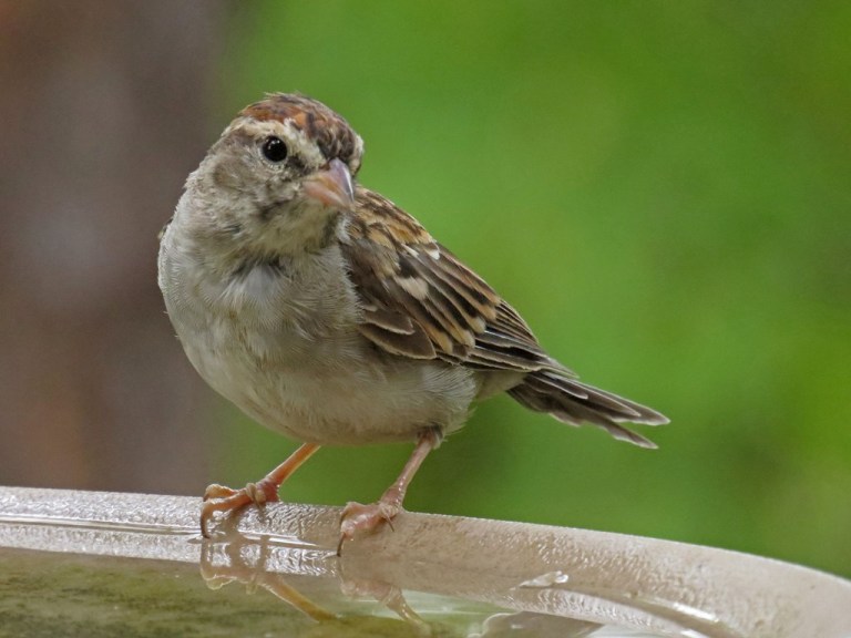 sparrow