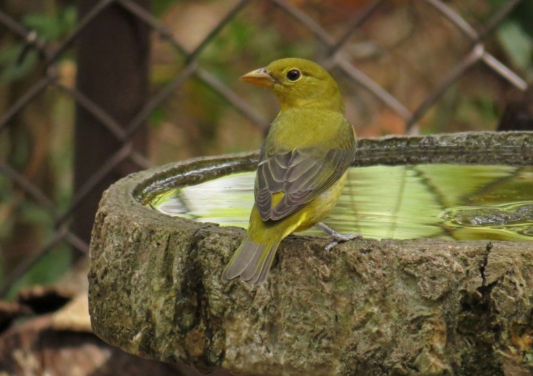 tanager2