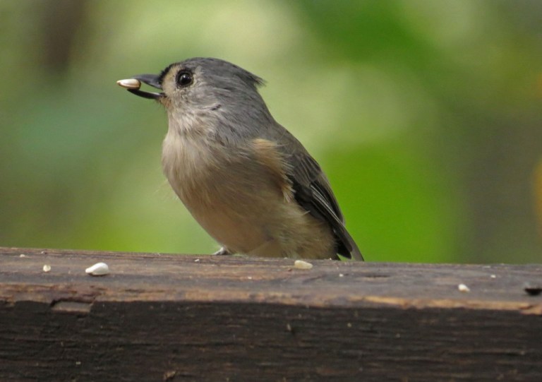 titmouse