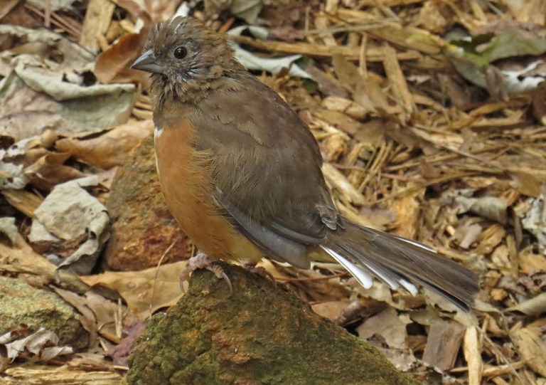 towhee