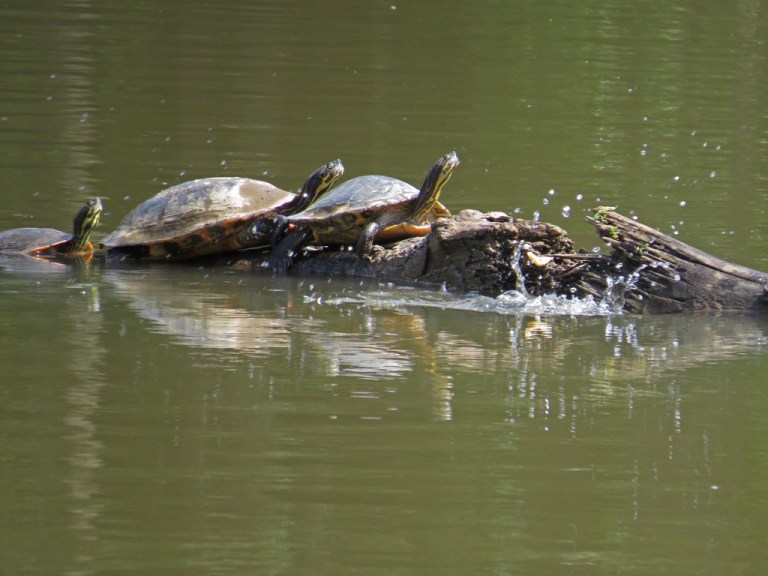 turtles