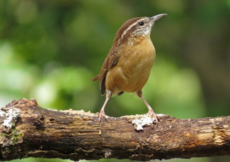 wren2