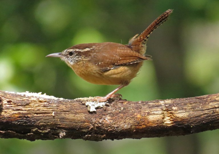 wren3
