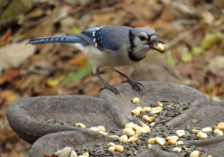 bluejay1