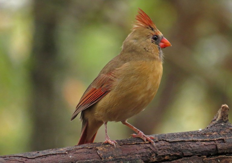 cardinal