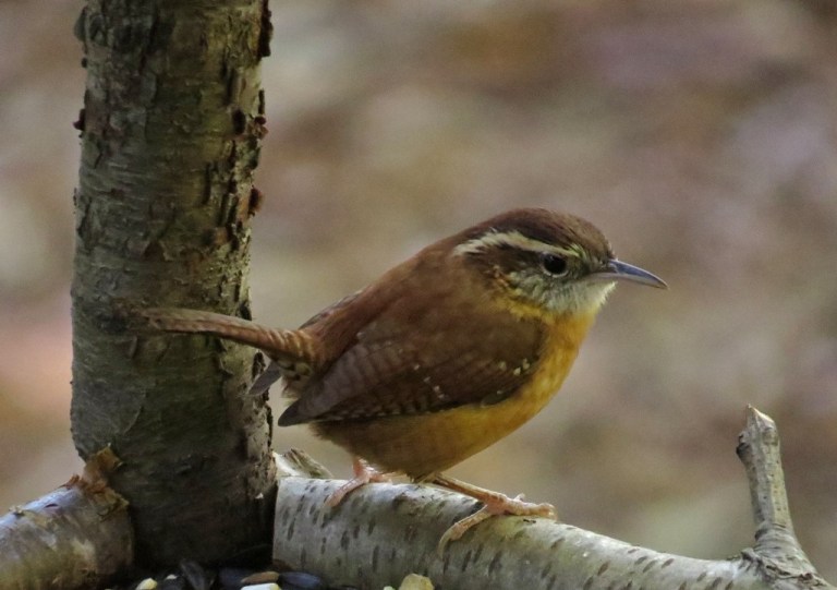 carolinawren