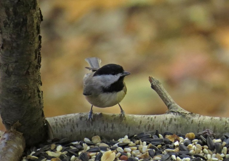 chickadee