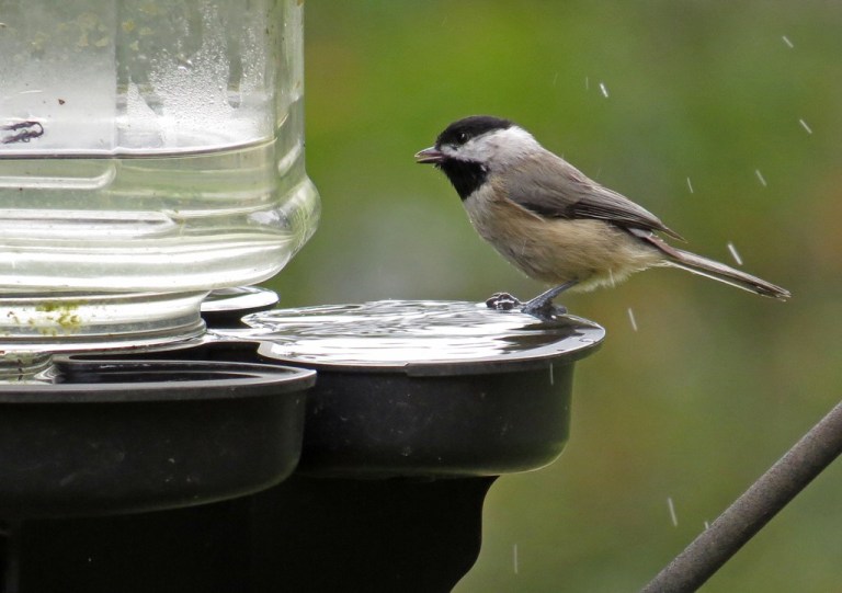 chickadee1