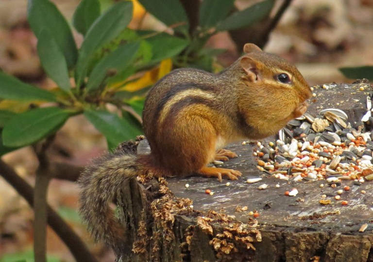 chipmunk