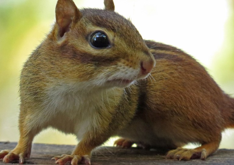 chipmunk1