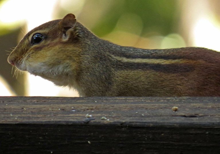 chipmunk3