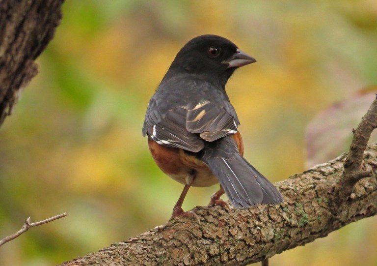 towhee