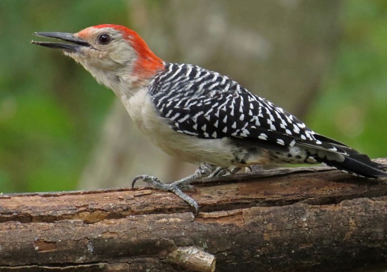 woodpecker3