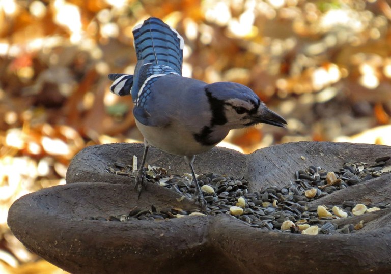 bluejay2