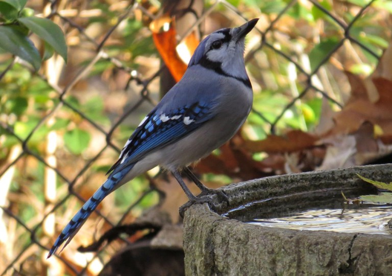 bluejay3