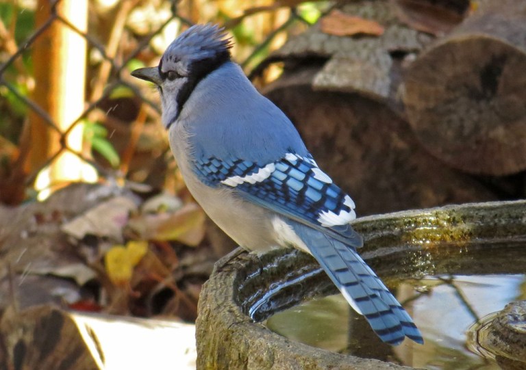 bluejay3