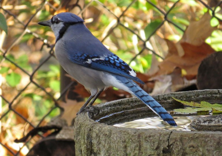 bluejay4