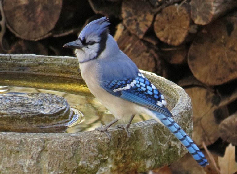 bluejay4