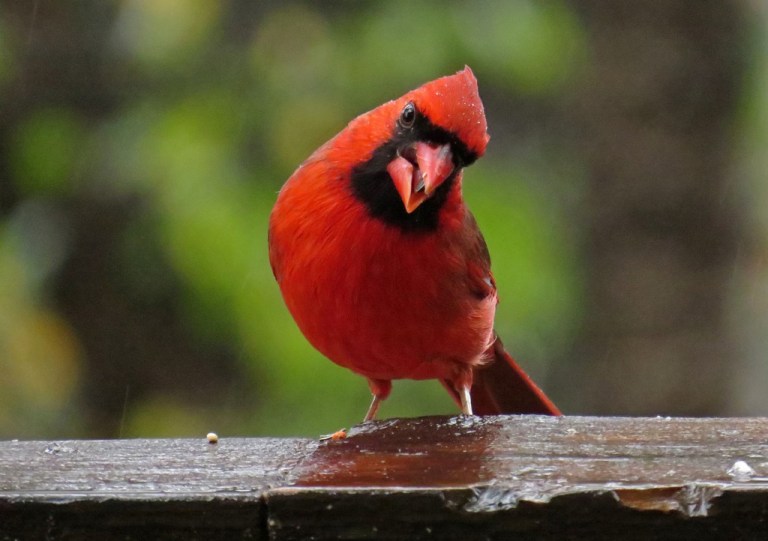 cardinal2