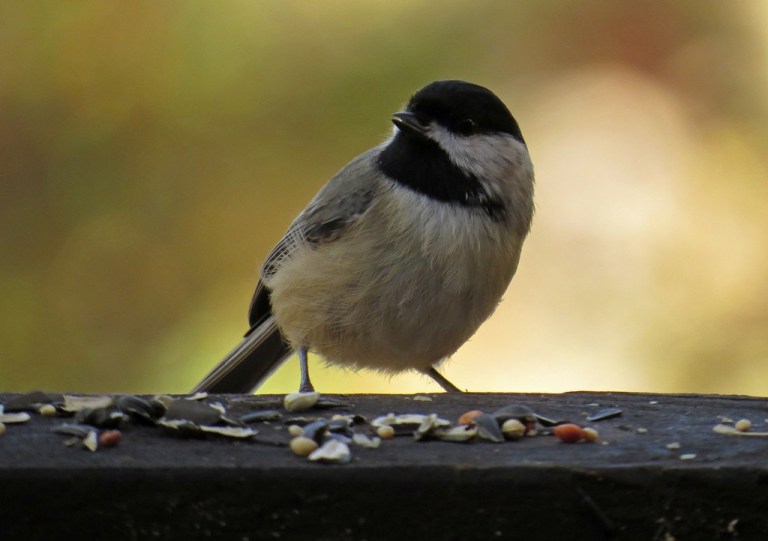 chickadee1