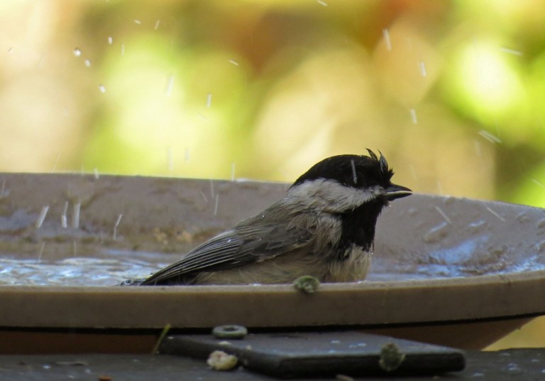chickadee3