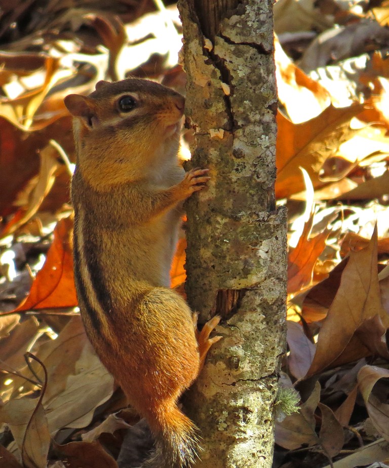 chipmunk