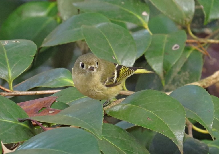 kinglet1