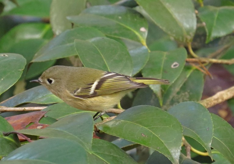 kinglet2
