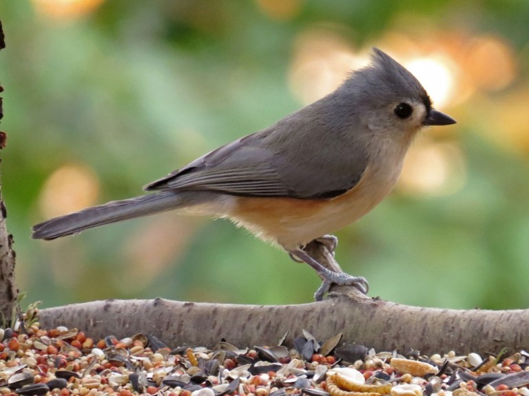 titmouse3