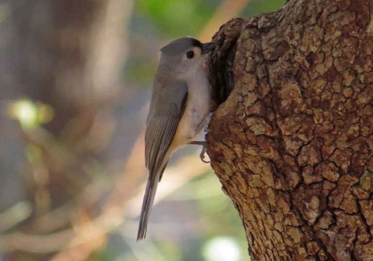 titmouse4