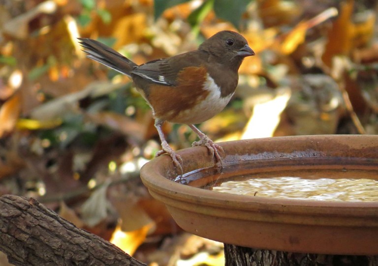 towhee3