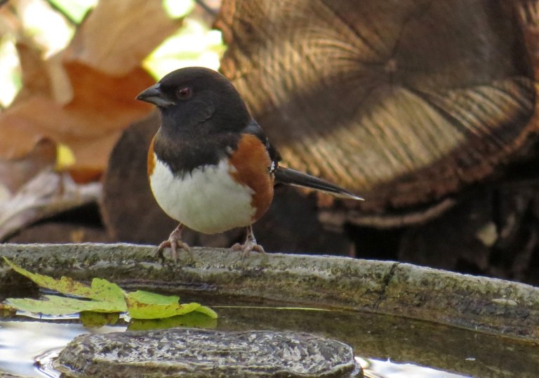 towhee5