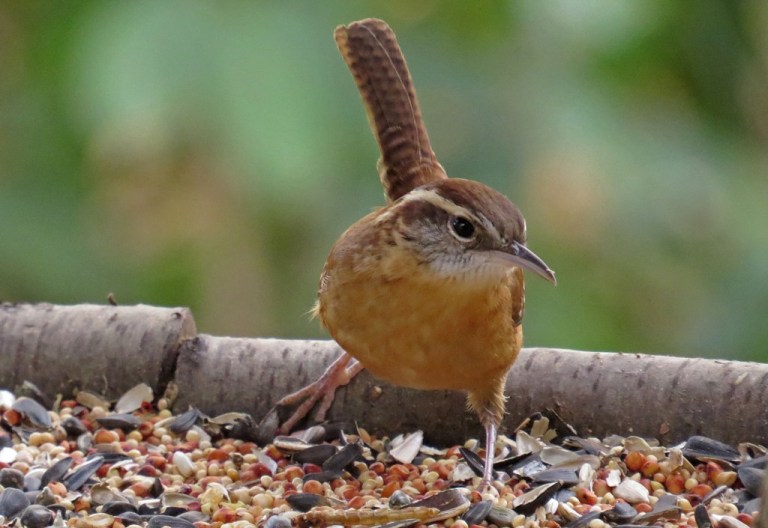 wren3