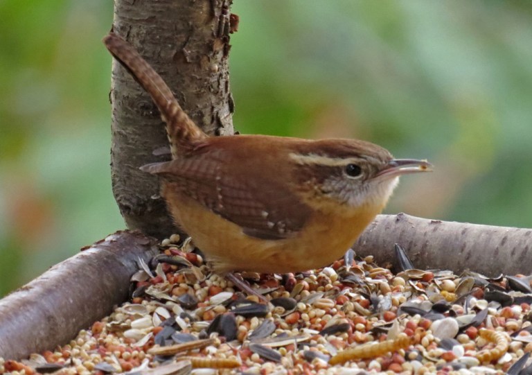wren4