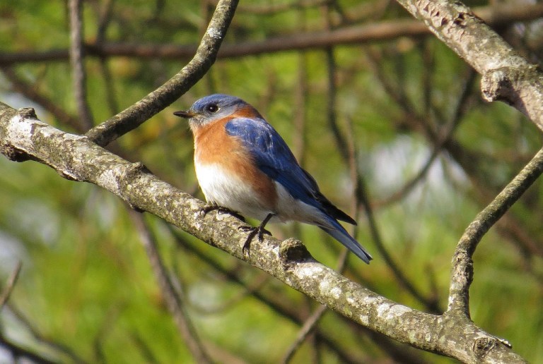 bluebird2